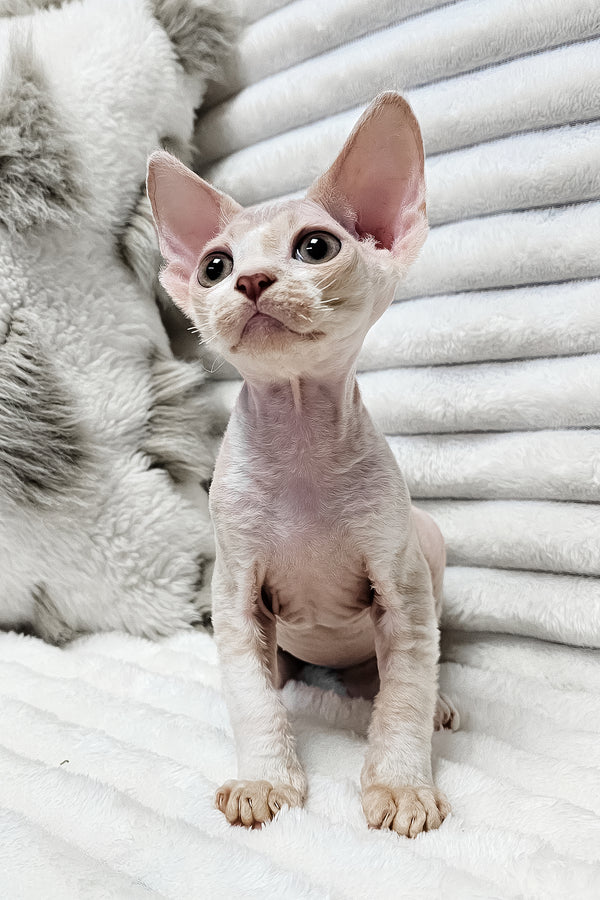 Baileys | Devon Rex Kitten