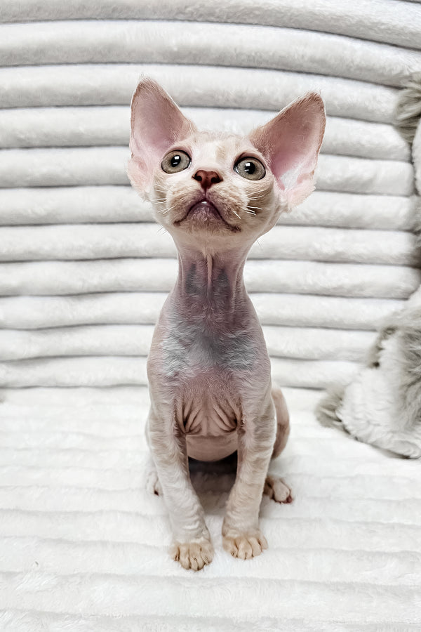 Baileys | Devon Rex Kitten