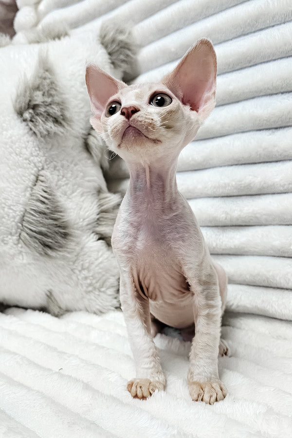 Baileys | Devon Rex Kitten