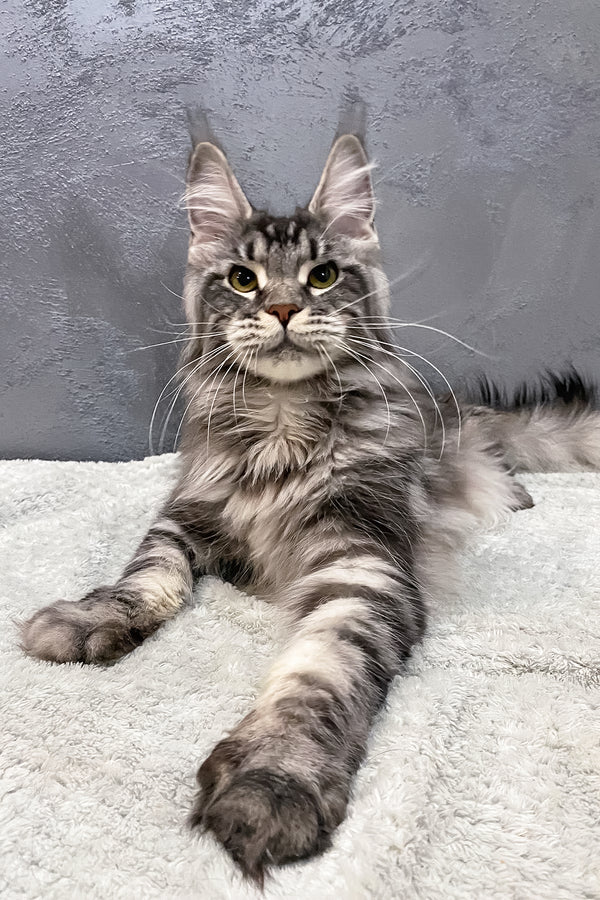 Barbara | Maine Coon Kitten