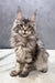 Barbara | Maine Coon Kitten