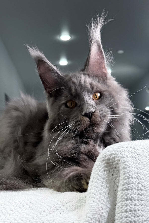 Baron | Maine Coon Kitten