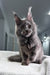 Baron | Maine Coon Kitten