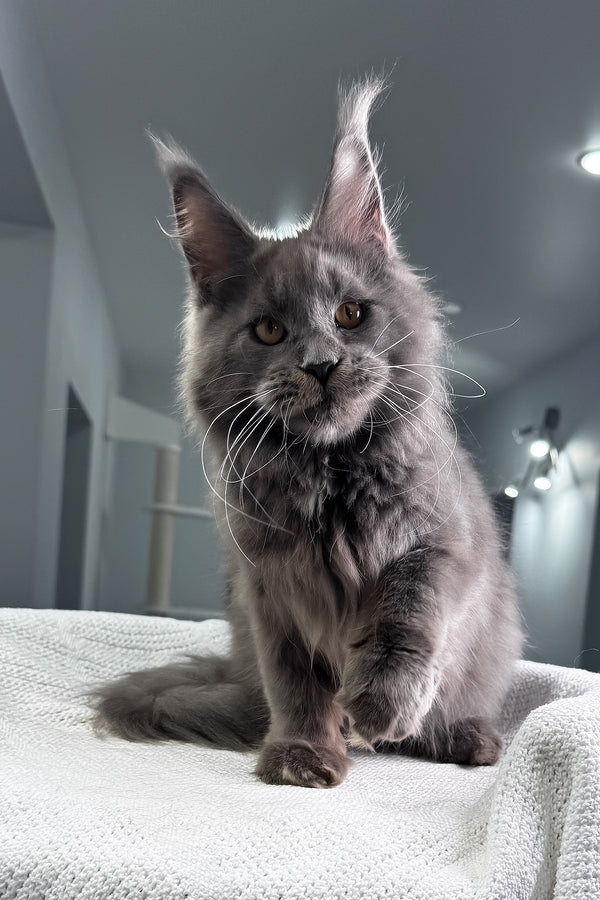 Baron | Maine Coon Kitten