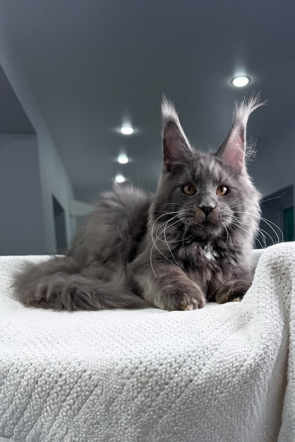 Baron | Maine Coon Kitten