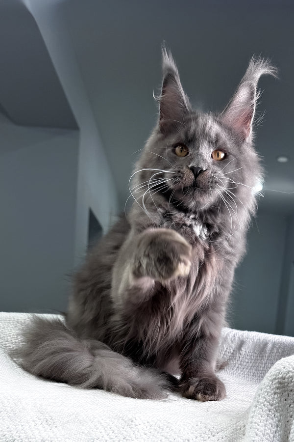 Baron | Maine Coon Kitten