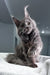 Baron | Maine Coon Kitten