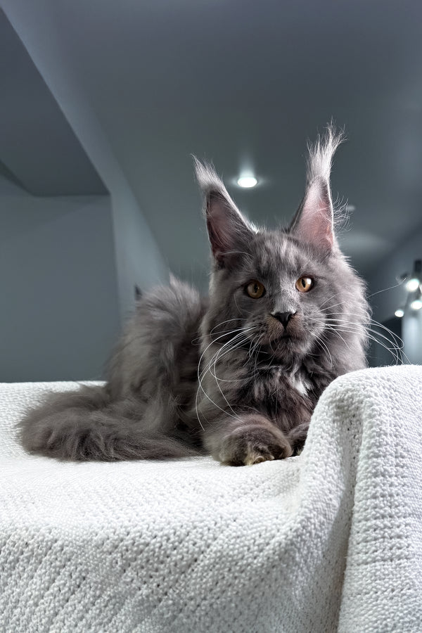 Baron | Maine Coon Kitten