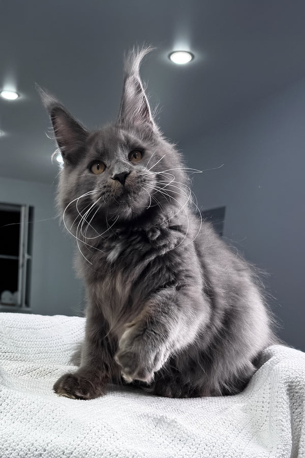 Baron | Maine Coon Kitten