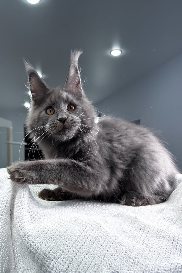 Baron | Maine Coon Kitten