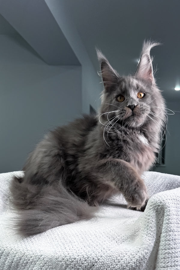 Baron | Maine Coon Kitten