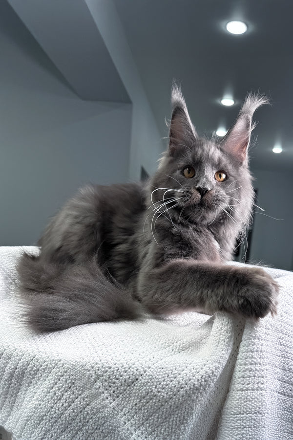 Baron | Maine Coon Kitten