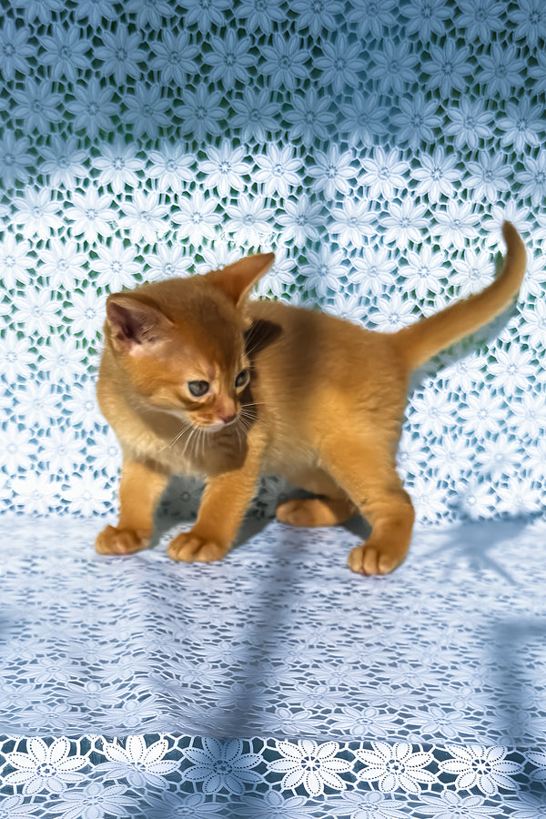 Bastet | Abyssinian Kitten