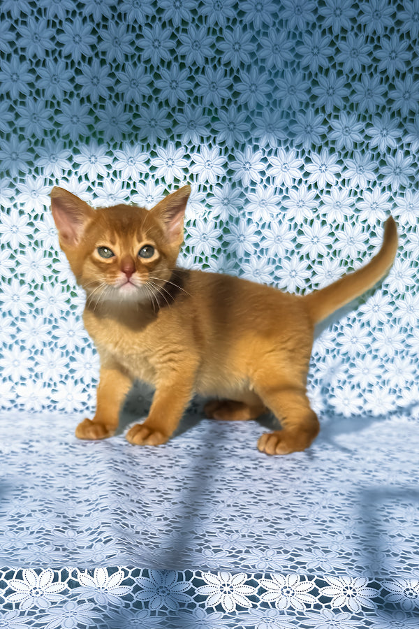 Bastet | Abyssinian Kitten