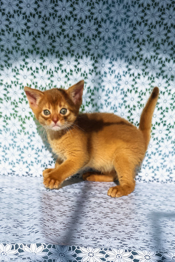 Bastet | Abyssinian Kitten
