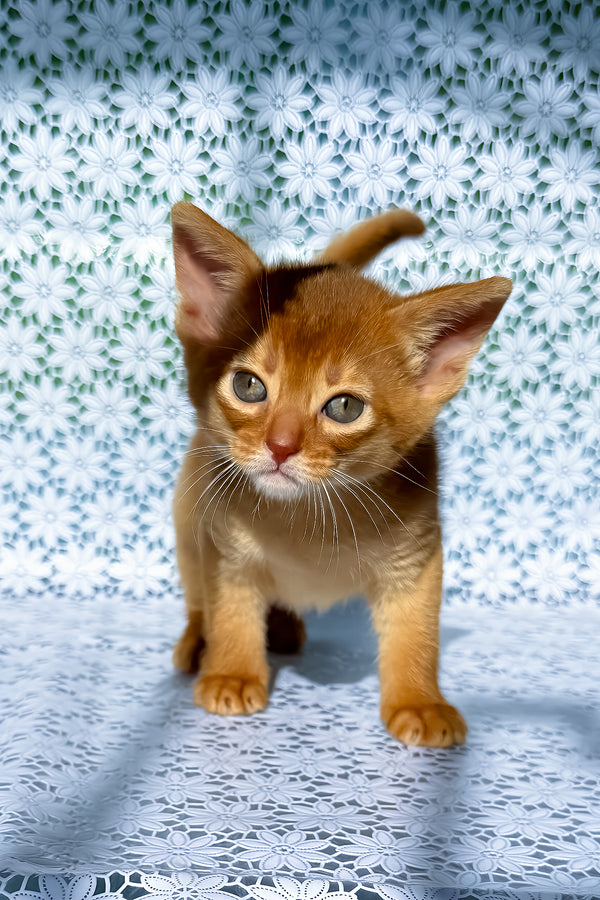 Bastet | Abyssinian Kitten