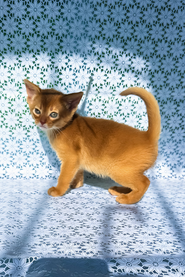 Bastet | Abyssinian Kitten