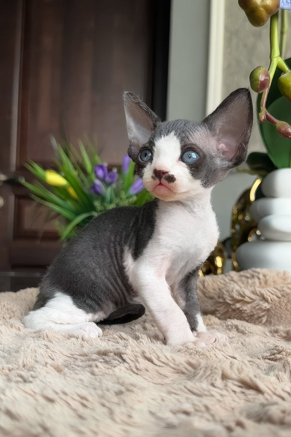Ben | Devon Rex Kitten