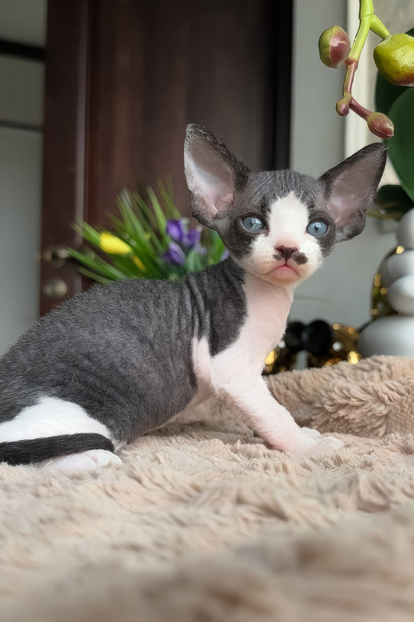 Ben | Devon Rex Kitten