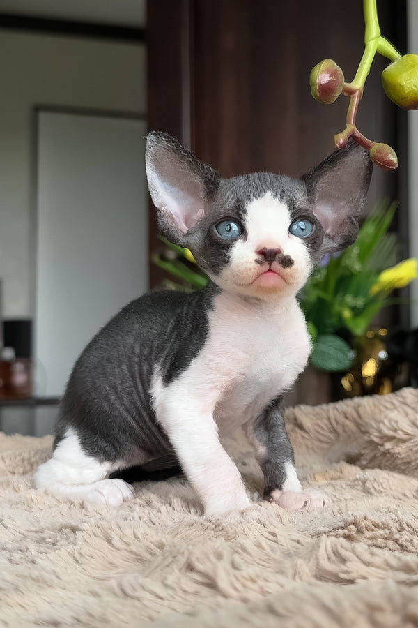 Ben | Devon Rex Kitten