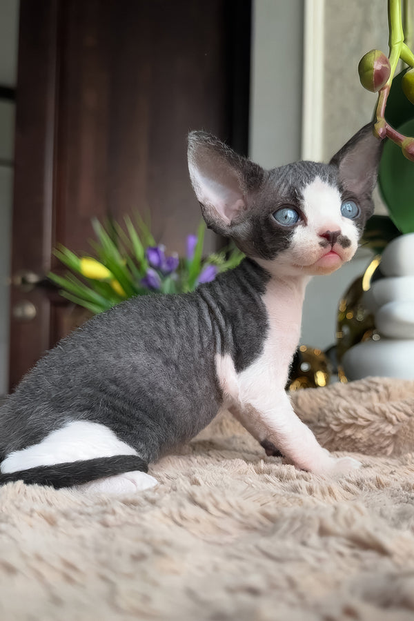 Ben | Devon Rex Kitten