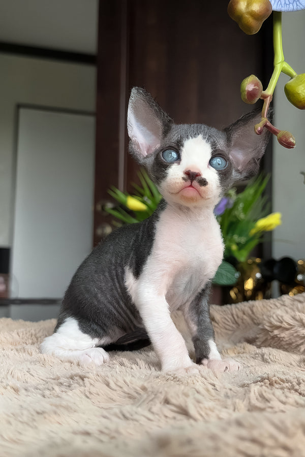 Ben | Devon Rex Kitten