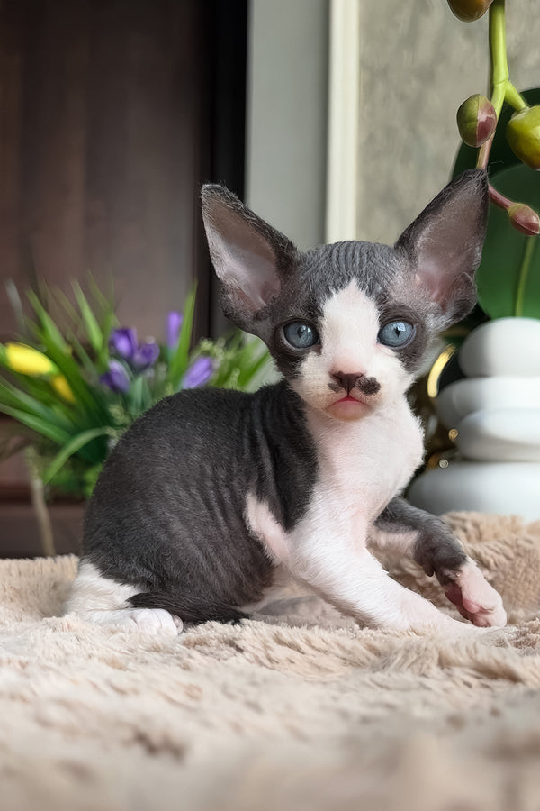 Ben | Devon Rex Kitten