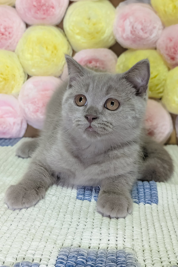 Benjamin | Scottish Straight Kitten