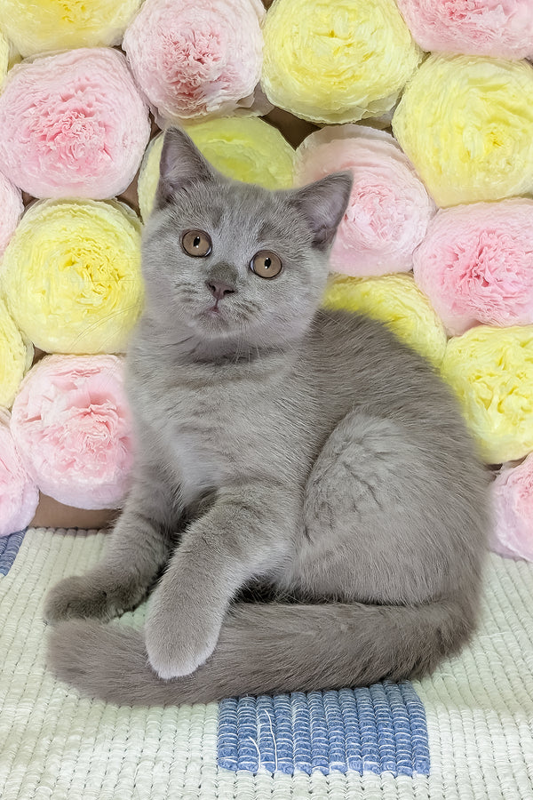 Benjamin | Scottish Straight Kitten
