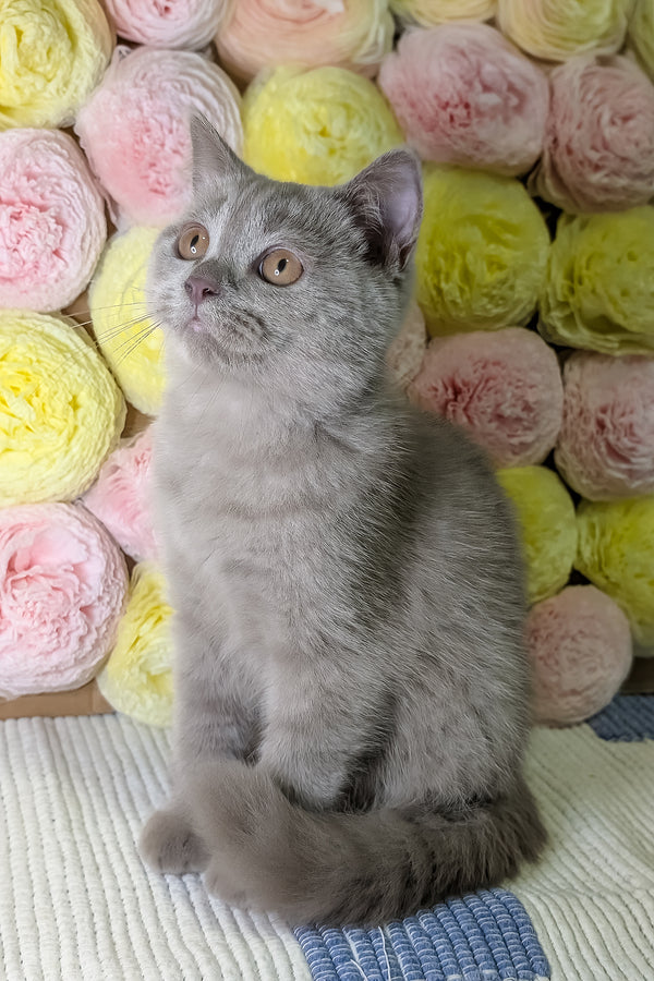 Benjamin | Scottish Straight Kitten