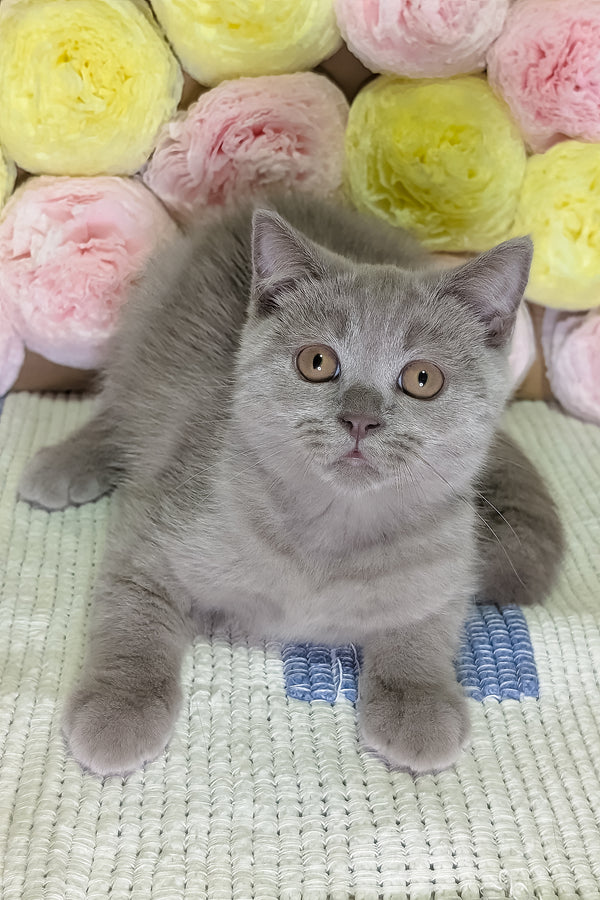 Benjamin | Scottish Straight Kitten