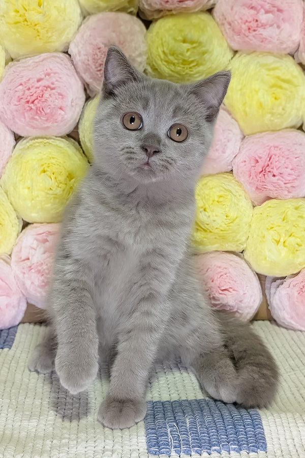 Benjamin | Scottish Straight Kitten