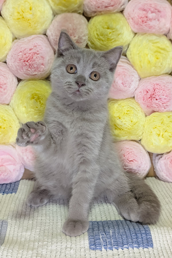 Benjamin | Scottish Straight Kitten