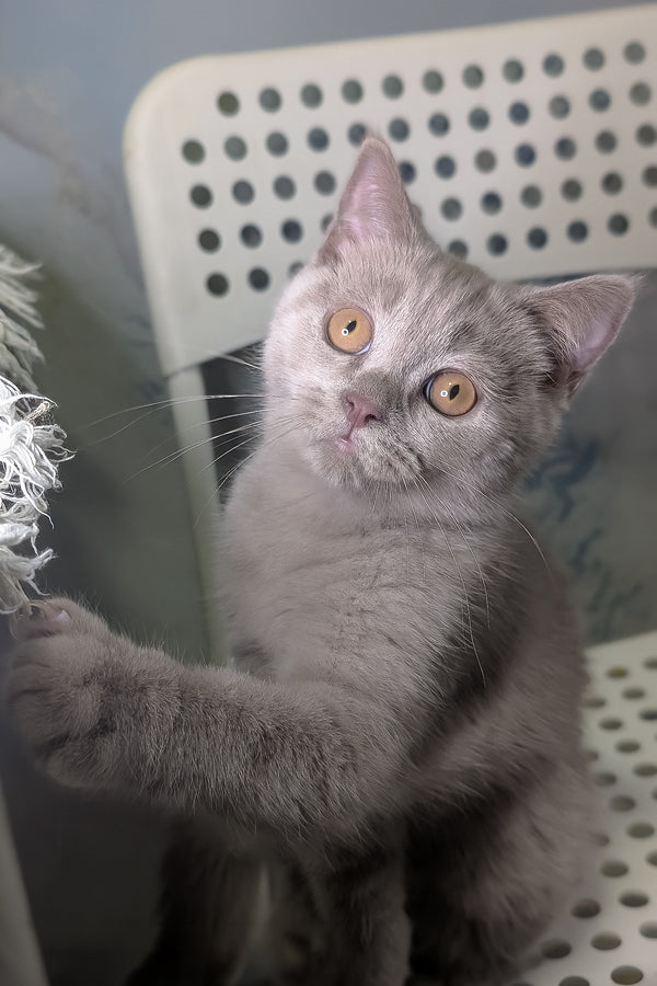 Benjamin | Scottish Straight Kitten