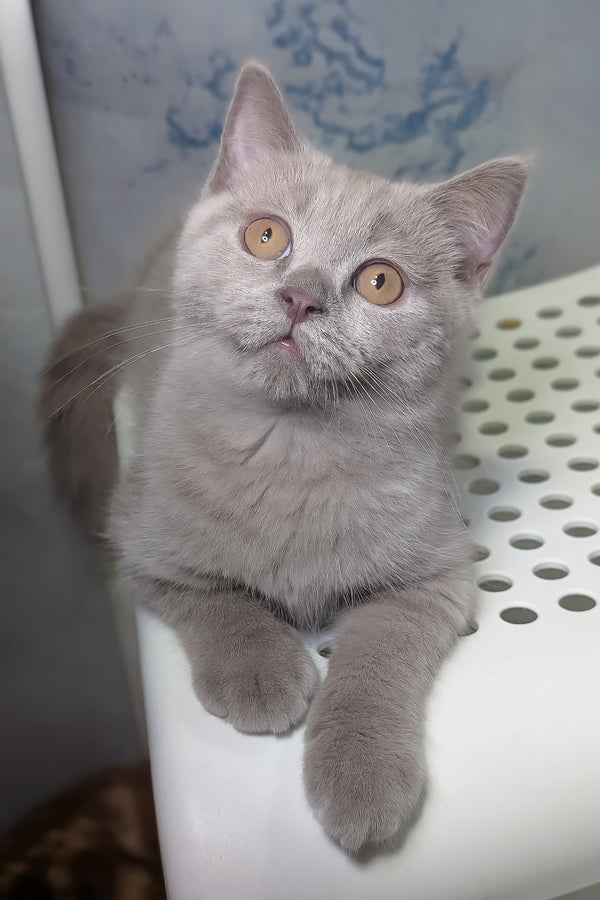 Benjamin | Scottish Straight Kitten