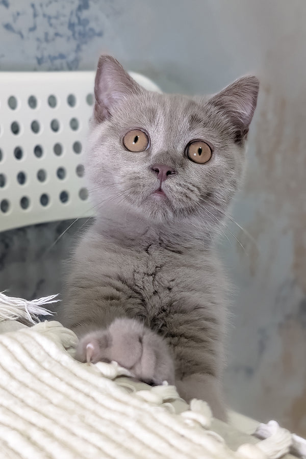 Benjamin | Scottish Straight Kitten
