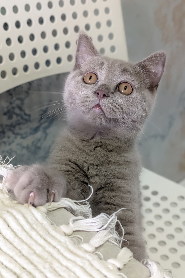 Benjamin | Scottish Straight Kitten