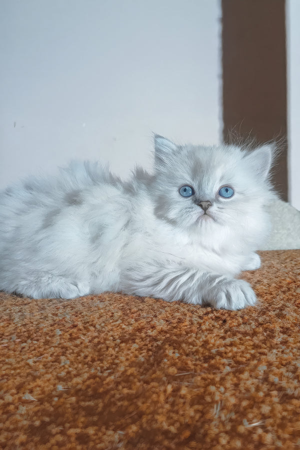 Berta | Scottish Straight Longhair Kitten