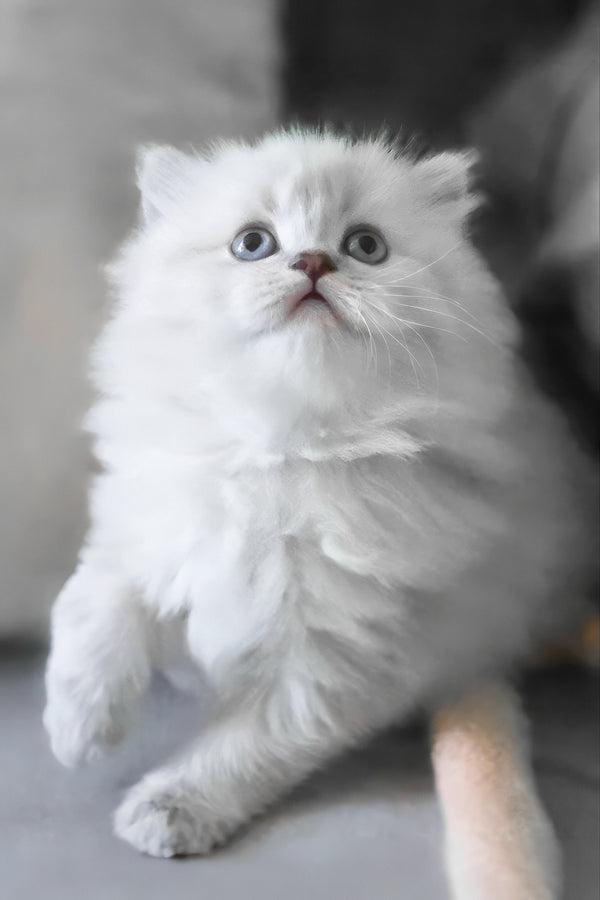 Berta | Scottish Straight Longhair Kitten