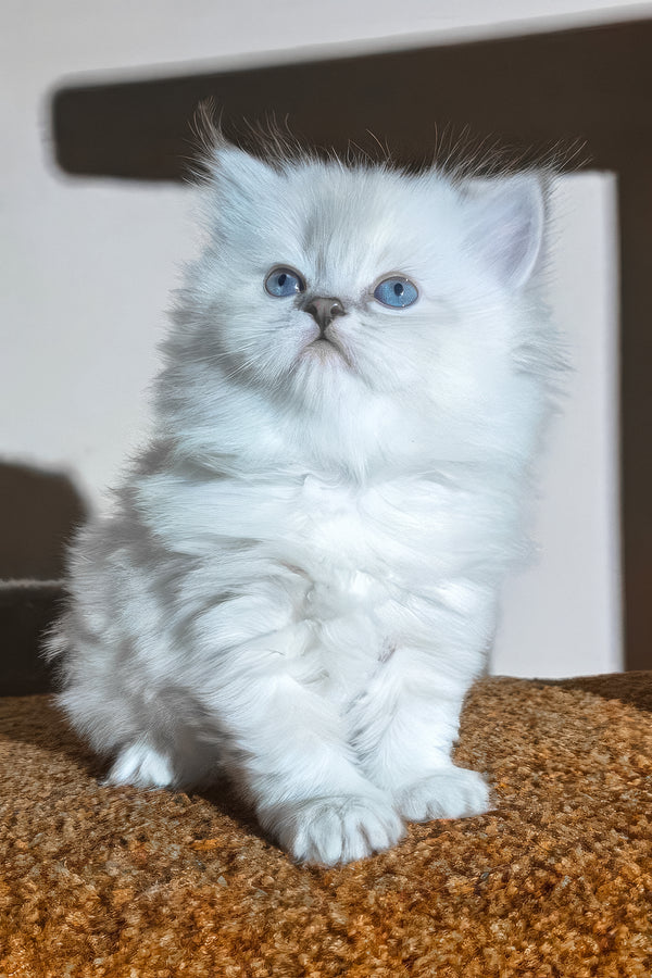 Berta | Scottish Straight Longhair Kitten