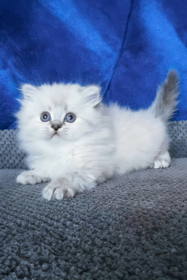 Berta | Scottish Straight Longhair Kitten