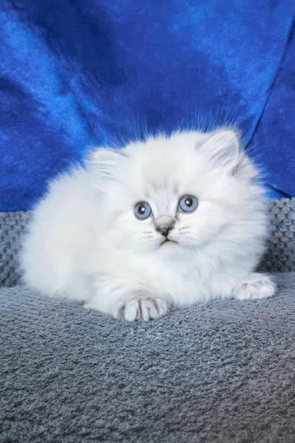 Berta | Scottish Straight Longhair Kitten