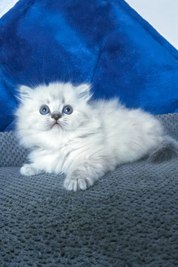 Berta | Scottish Straight Longhair Kitten