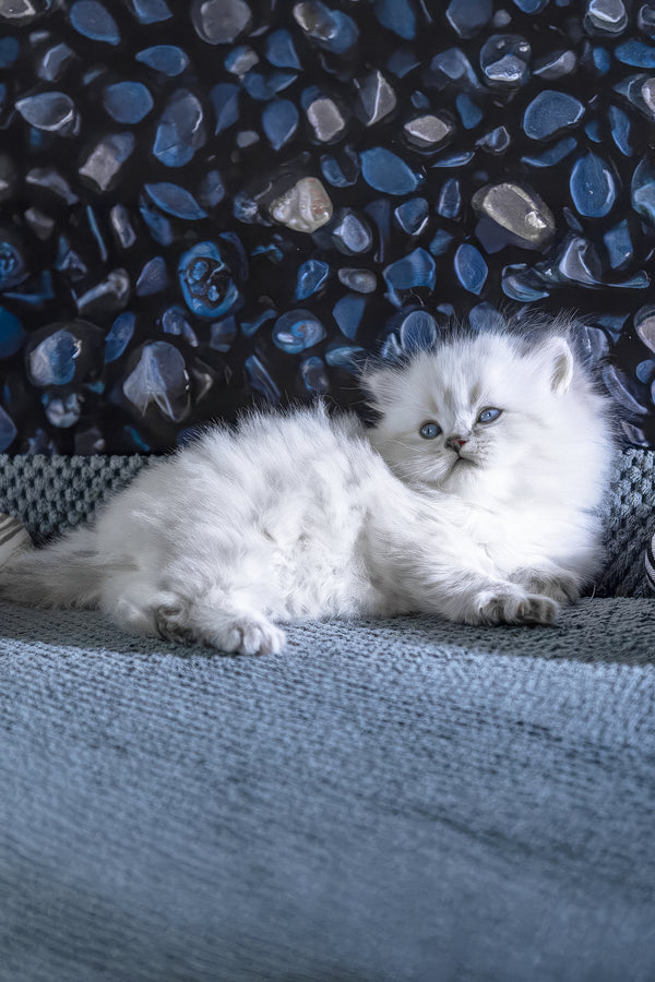 Berta | Scottish Straight Longhair Kitten