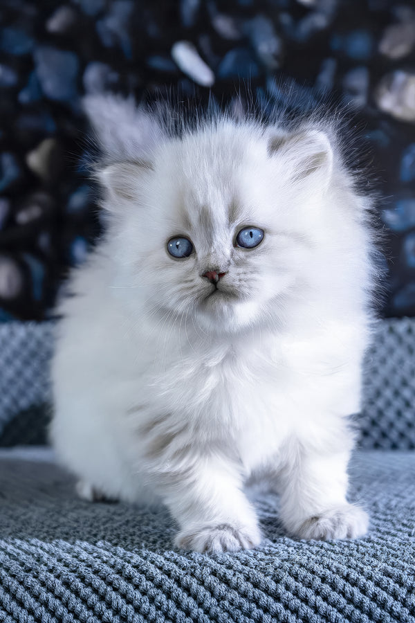 Berta | Scottish Straight Longhair Kitten