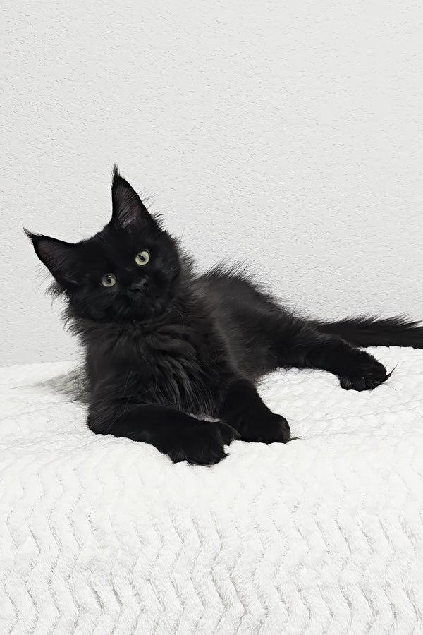 Betsy | Polydactyl Maine Coon Kitten