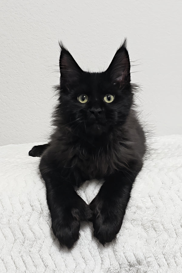 Betsy | Polydactyl Maine Coon Kitten