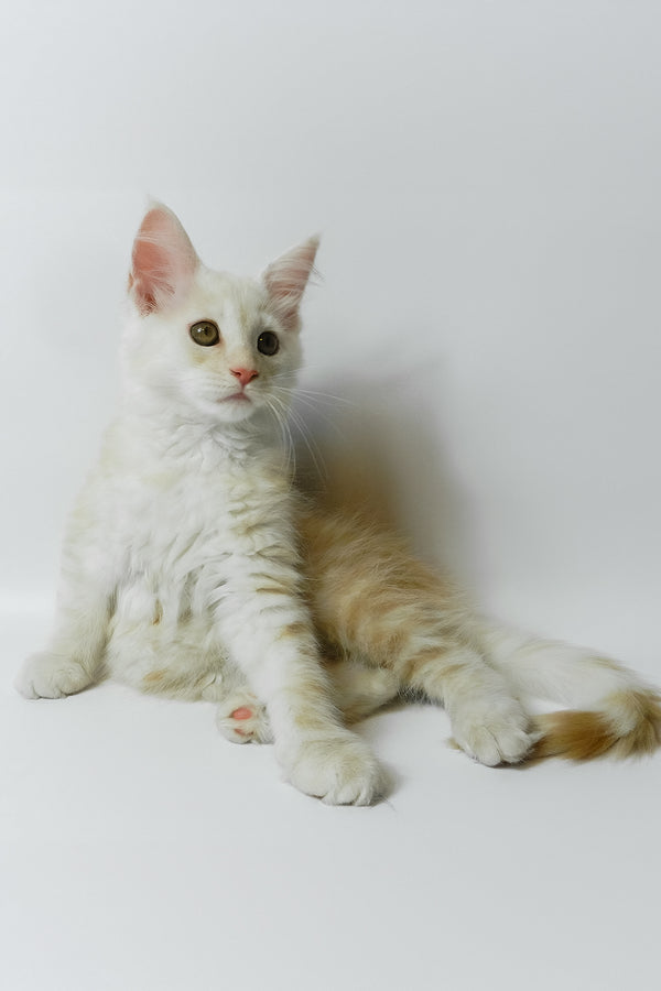 Bianca | Maine Coon Kitten