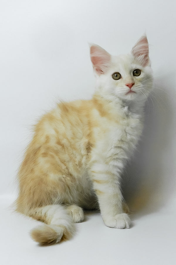 Bianca | Maine Coon Kitten