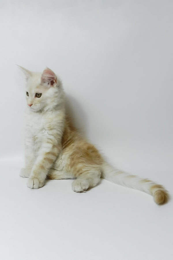 Bianca | Maine Coon Kitten